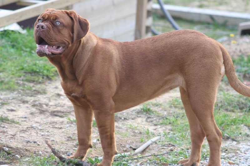 Jeîly ginger Des Molosses Aux Gueules D'amour