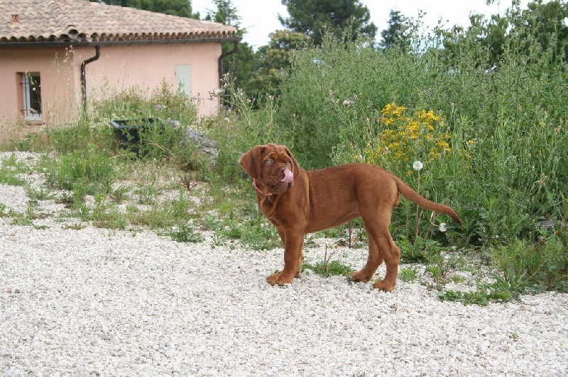 Jeîly ginger Des Molosses Aux Gueules D'amour