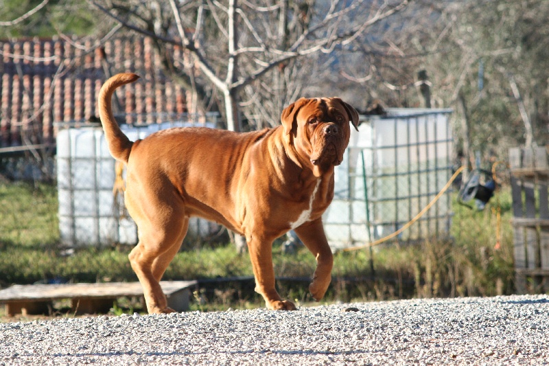 CH. Ginger du masque de Seth