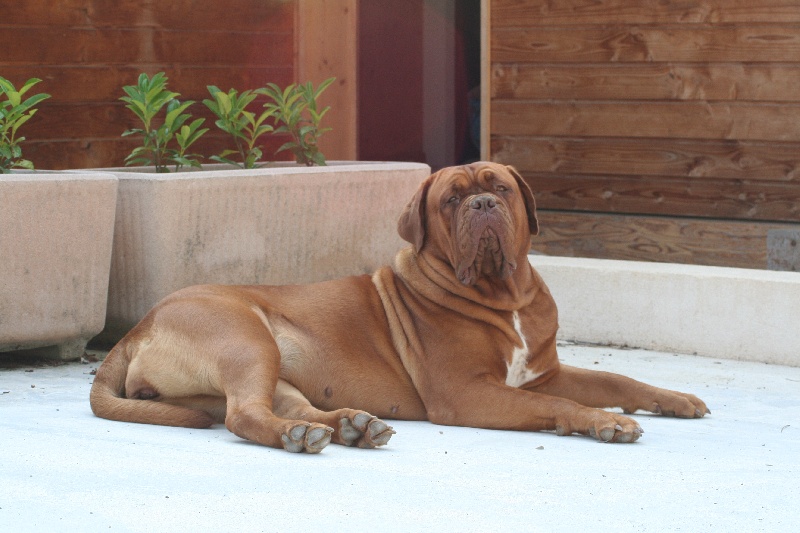 CH. Ginger du masque de Seth