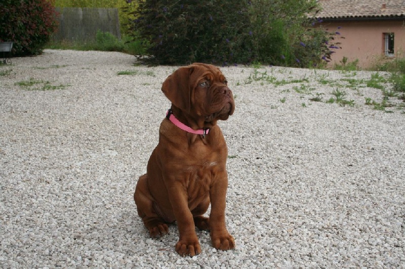 Jeîly ginger Des Molosses Aux Gueules D'amour