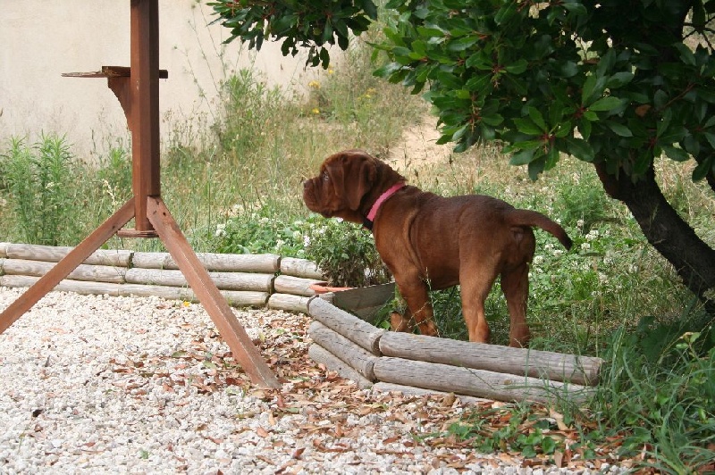 Jeîly ginger Des Molosses Aux Gueules D'amour