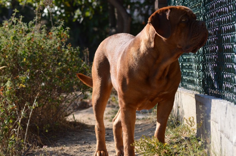 Jeîly ginger Des Molosses Aux Gueules D'amour