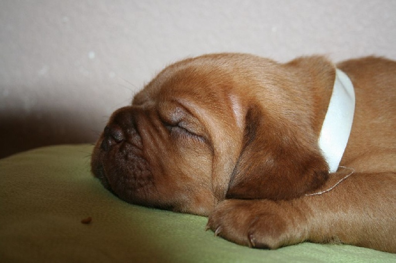 Jeîly ginger Des Molosses Aux Gueules D'amour