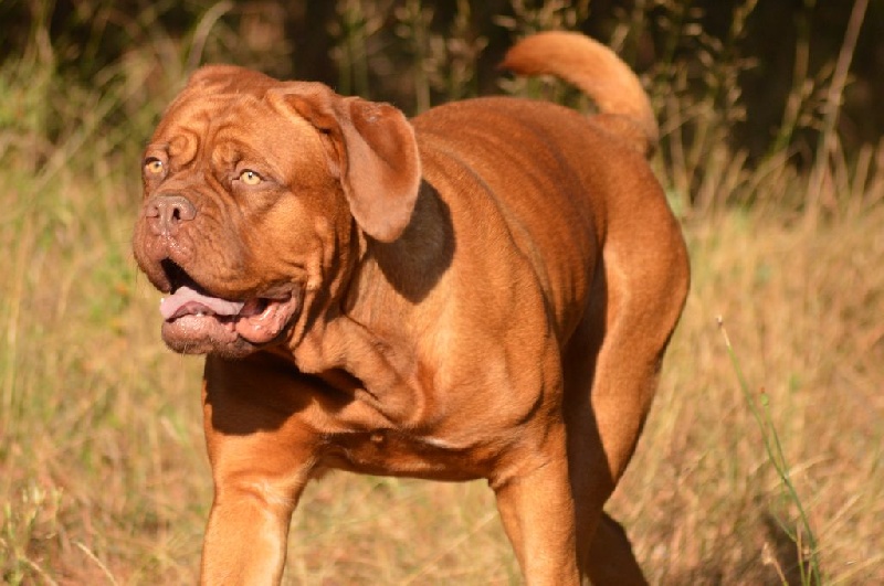 Jeîly ginger Des Molosses Aux Gueules D'amour
