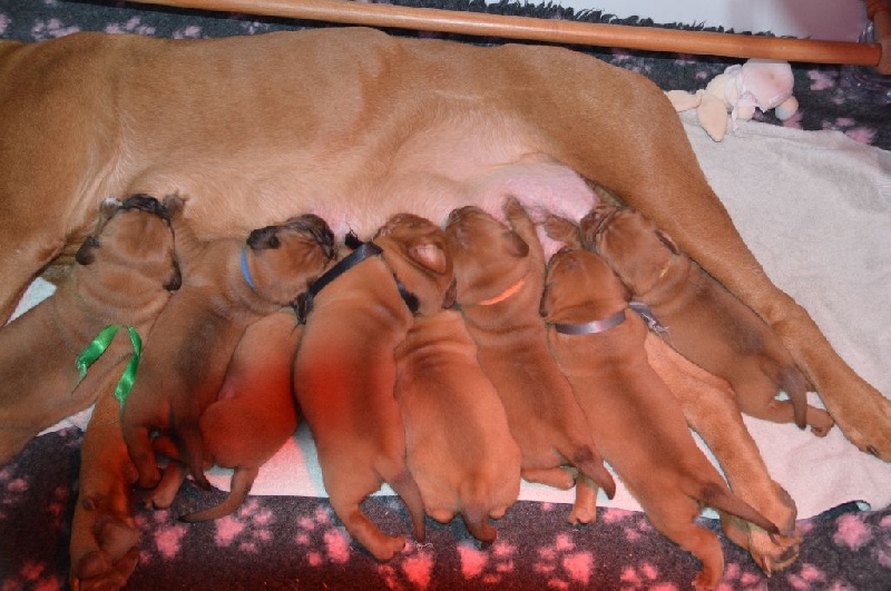 Des Molosses Aux Gueules D'amour - Dogue de Bordeaux - Portée née le 29/12/2016