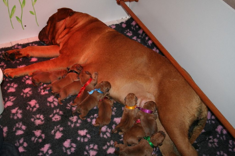 Des Molosses Aux Gueules D'amour - Dogue de Bordeaux - Portée née le 07/04/2014